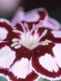Dianthus Mystic Star Lámina fotográfica por Lynn Keddie Dianthus Mystic Star Lámina fotográfica por Lynn Keddie