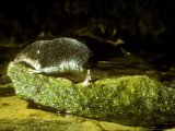 Water Shrew, Hunting Lámina fotográfica por David Boag