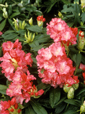 Rhododendron Yakushimanum "Sonatine" in Flower Photographie par Michele Lamontagne