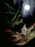 Brushtail Opossum, Juvenile, New Zealand Lámina fotográfica por Tobias Bernhard
