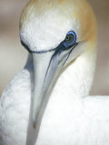 Australian Gannet, Portrait, New Zealand Photographic Print by Tobias Bernhard