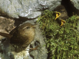 Wren, Feeding Young Fotografisk trykk av David Boag Wren, Feeding Young Fotografisk trykk av David Boag