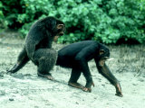 Common Chimpanzee, Mating, Africa Photographic Print by Clive Bromhall