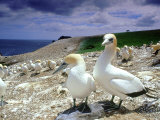 Australian Gannet, Pair, New Zealand Photographie par Tobias Bernhard