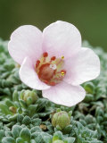 Saxifrage Fotografie-Druck von Lynn Keddie
