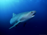 Tiger Shark, Aliwal Shoal, South Africa Photographic Print by Tobias Bernhard