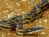 Grey Rat Snakeelaphe Obsoleta Spiloides, USA Photographic Print by David Boag