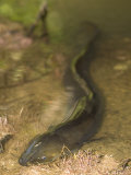 Longfin Eel, Underwater, New Zealand Fotografisk tryk af Tobias Bernhard Longfin Eel, Underwater, New Zealand Fotografisk tryk af Tobias Bernhard