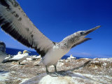 Australian Gannet, Juvenile, New Zealand Photographic Print by Tobias Bernhard
