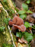 Auricularia Auricula-Judae (Jew's Ear), Fungi Growing on Fallen Tree Fotografisk tryk af Susie Mccaffrey Auricularia Auricula-Judae (Jew's Ear), Fungi Growing on Fallen Tree Fotografisk tryk af Susie Mccaffrey