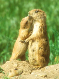 David Boag - Black-Tailed Prairie Dog, Family Group, Colorado - Fotografik Baskı