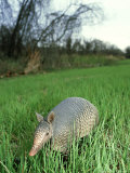 Nine-Banded Armadillo, Texas, USA Photographic Print by Olaf Broders