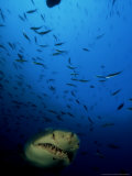 Spotted Ragged Tooth Shark, South Africa Photographie par Tobias Bernhard
