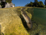 Longfin Eels, New Zealand Fotografie-Druck von Tobias Bernhard
