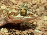 Ground Gecko, Madagascar Fotografisk trykk av Andrew Bee