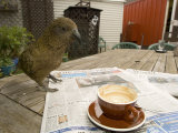 Kea on Coffee Table, New Zealand Photographic Print by Tobias Bernhard