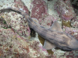 Carpet Shark, Resting, New Zealand Photographie par Tobias Bernhard