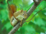 Red Squirrel, Tamiasciurus Hudsonicus, Minnesota Lámina fotográfica por David Boag Red Squirrel, Tamiasciurus Hudsonicus, Minnesota Lámina fotográfica por David Boag