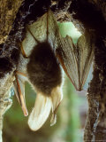 Common Long-Eared Bat, Hanging Upside-Down Photographic Print by David Boag