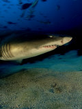 Spotted Ragged Tooth Shark, South Africa Photographie par Tobias Bernhard