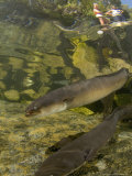 Longfin Eels, New Zealand Fotografie-Druck von Tobias Bernhard