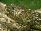 Cunninghams Skink, Nsw, Australia Fotografisk trykk av Andrew Bee