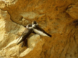 Bank Swallows, Pair Outside Nest Burrow, Minnesota Lámina fotográfica por David Boag