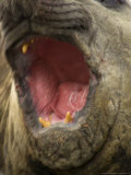Elephant Seal, Beach Master, Mouth Open, Sub-Antarctic Fotografisk trykk av Tobias Bernhard Elephant Seal, Beach Master, Mouth Open, Sub-Antarctic Fotografisk trykk av Tobias Bernhard