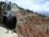 Common Raven, Bryce Canyon National Park, Utah, USA Photographic Print by Olaf Broders