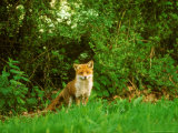 Red Fox, Looking at Camera Lámina fotográfica por David Boag Red Fox, Looking at Camera Lámina fotográfica por David Boag