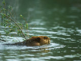 David Boag - American Beaver, with Branch, USA - Fotografik Baskı