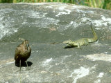 Nile Monitor, and Hammerkop, Africa Fotografisk trykk av Liz Bomford