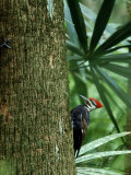 Pileated Woodpecker, Florida, USA Fotografisk trykk av Olaf Broders Pileated Woodpecker, Florida, USA Fotografisk trykk av Olaf Broders