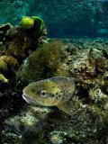 Brown Trout, New Zealand Photographic Print by Tobias Bernhard