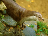 Otter, Adult Lámina fotográfica por David Boag Otter, Adult Lámina fotográfica por David Boag