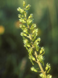Common Twayblade, Close-up Fotografisk trykk av David Boag Common Twayblade, Close-up Fotografisk trykk av David Boag