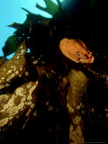 Yellow Moray Eel in Kelp, NZ Photographie par Tobias Bernhard