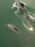 Hectors Dolphin, New Zealand Fotografisk trykk av Tobias Bernhard Hectors Dolphin, New Zealand Fotografisk trykk av Tobias Bernhard