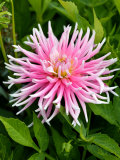 Dahlia Good Earth (Dahlia Medium Cactus Group), Close-up of Pink Flower Photographie par Susie Mccaffrey