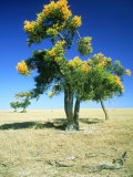 Christmas Tree, Western Australia Fotografisk trykk av Michael Brooke