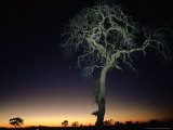 Acacia Tree at Dusk, Botswana Lámina fotográfica por Olaf Broders Acacia Tree at Dusk, Botswana Lámina fotográfica por Olaf Broders