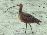 Long-Billed Curlew, Standing in Sand, California Photographie par David Boag
