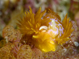 Nudibranch, Poor Knights Marine Reserve, New Zealand Fotografie-Druck von Tobias Bernhard