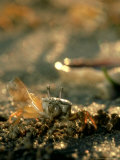 Fiddler Crab, Fiji Lámina fotográfica por Tobias Bernhard Fiddler Crab, Fiji Lámina fotográfica por Tobias Bernhard