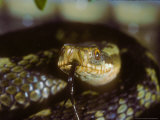 Adder, Close up of Head Lámina fotográfica por David Boag