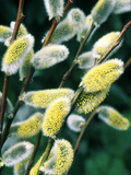 Salix Acutifolia (Pussy Willow), Close-up of Catkins, February Lámina fotográfica por Michele Lamontagne Salix Acutifolia (Pussy Willow), Close-up of Catkins, February Lámina fotográfica por Michele Lamontagne