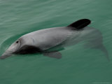 Hectors Dolphin, New Zealand Lámina fotográfica por Tobias Bernhard Hectors Dolphin, New Zealand Lámina fotográfica por Tobias Bernhard