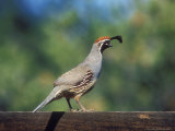 Gambels Quail, Arizona Lámina fotográfica por David Boag