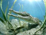 Saltwater Crocodile, Papua New Guinea Reprodukcja zdjęcia autor Tobias Bernhard
