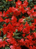 Rhododendron Hybrid "Scarlett Wonder," Close-up of Flowers, Spring Photographic Print by Michele Lamontagne